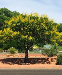 Brighter Blooms Golden Raintree