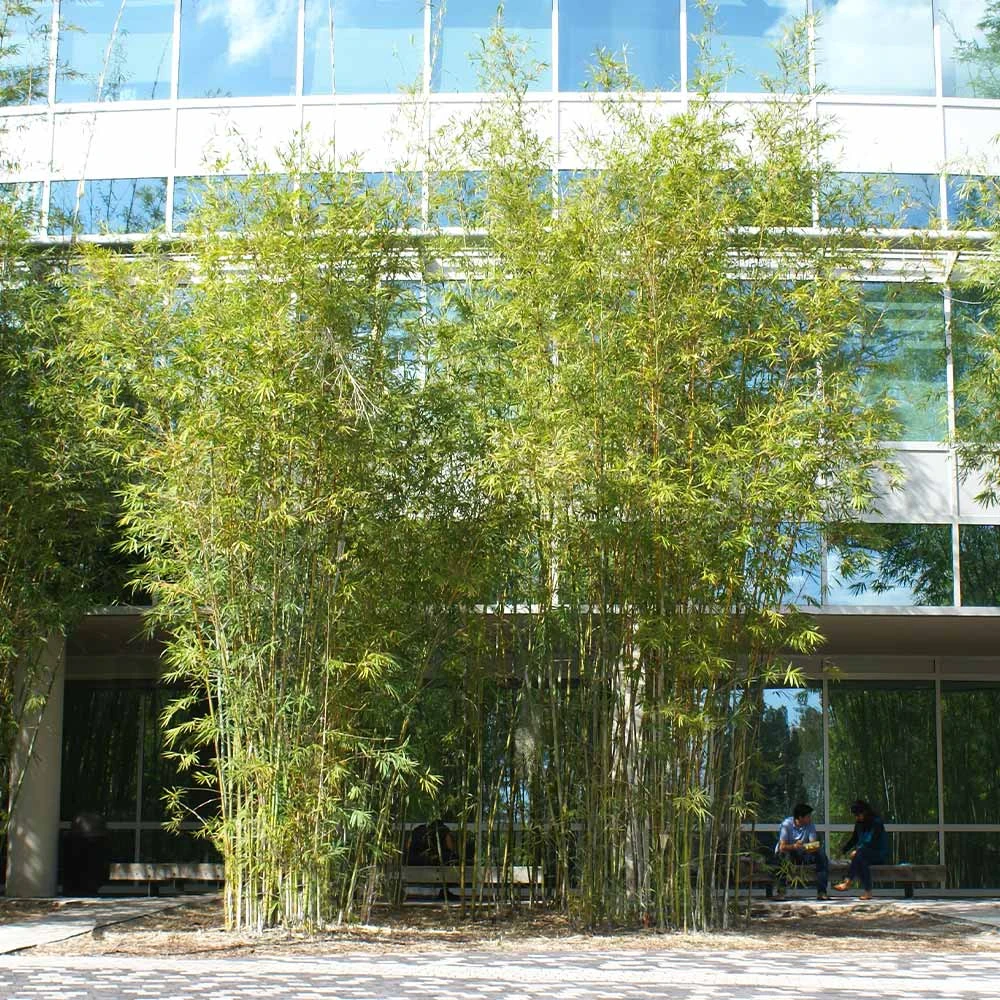 Brighter Blooms Graceful Bamboo 4 Brighter Blooms Graceful Bamboo