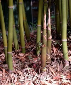 Brighter Blooms Graceful Bamboo 6 Brighter Blooms Graceful Bamboo