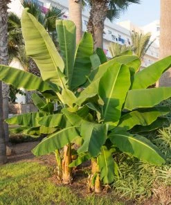 Brighter Blooms SHOP ALL Grand Naine Banana Tree