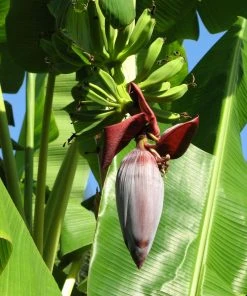 Brighter Blooms SHOP ALL Grand Naine Banana Tree 11 Brighter Blooms SHOP ALL Grand Naine Banana Tree