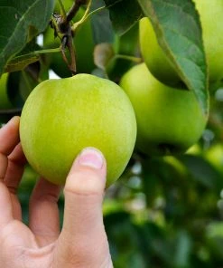 Brighter Blooms Granny Smith Apple Tree 7 Brighter Blooms Granny Smith Apple Tree