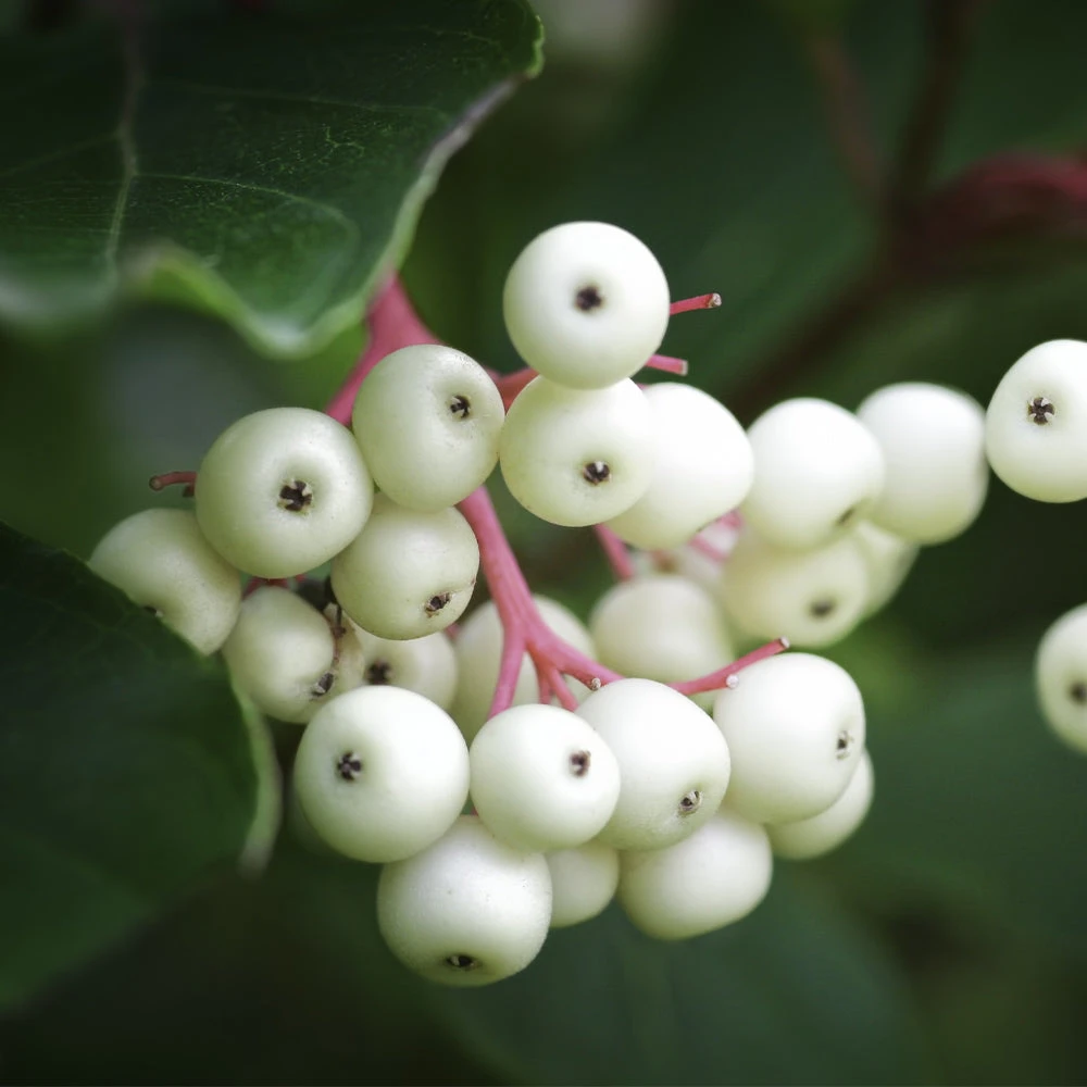 Brighter Blooms Shrubs & Hedges Grey Twig Dogwood Shrub 1 Brighter Blooms Shrubs & Hedges Grey Twig Dogwood Shrub