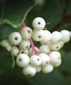 Brighter Blooms Shrubs & Hedges Grey Twig Dogwood Shrub