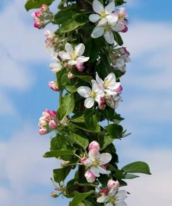 Brighter Blooms Golden Sentinel Columnar Apple Tree Fruit Trees 9 Brighter Blooms Golden Sentinel Columnar Apple Tree Fruit Trees