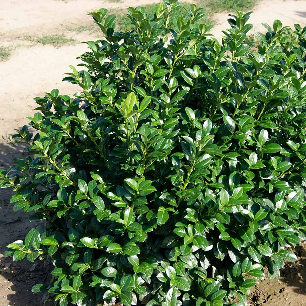 Brighter Blooms Green Goblet Cherry Laurel Shrubs & Hedges 2 Brighter Blooms Green Goblet Cherry Laurel Shrubs & Hedges