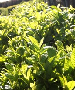 Brighter Blooms Green Goblet Cherry Laurel Shrubs & Hedges 6 Brighter Blooms Green Goblet Cherry Laurel Shrubs & Hedges