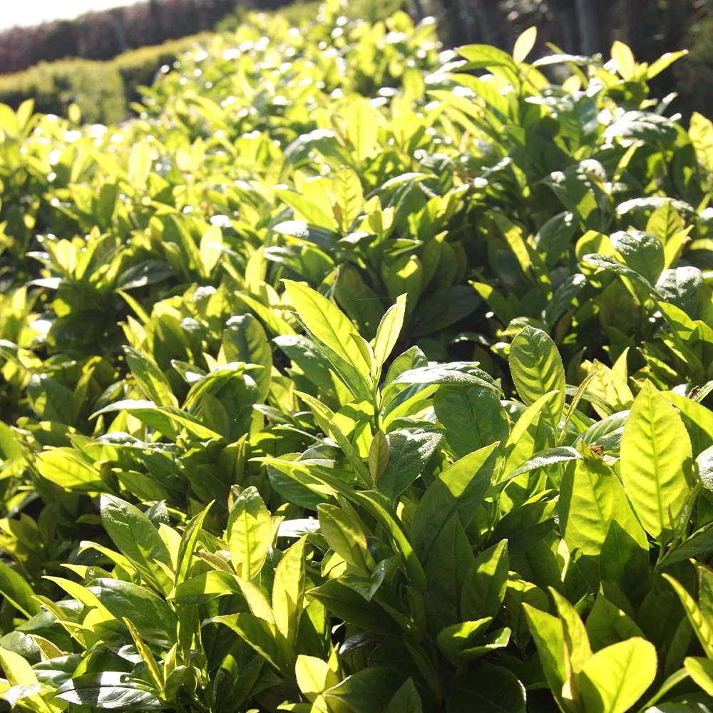Brighter Blooms Green Goblet Cherry Laurel Shrubs & Hedges 3 Brighter Blooms Green Goblet Cherry Laurel Shrubs & Hedges