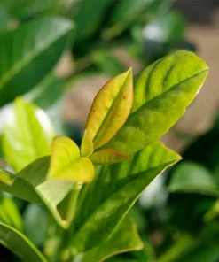 Brighter Blooms Green Goblet Cherry Laurel Shrubs & Hedges 7 Brighter Blooms Green Goblet Cherry Laurel Shrubs & Hedges