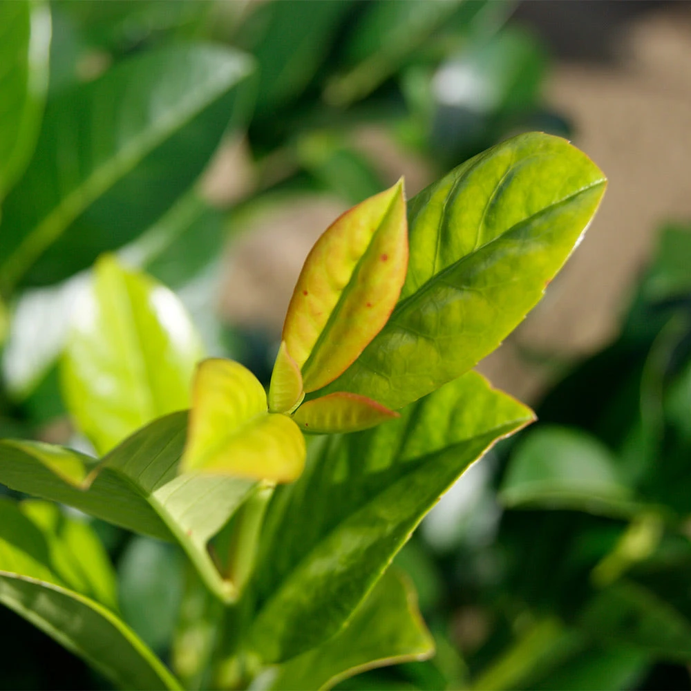 Brighter Blooms Green Goblet Cherry Laurel Shrubs & Hedges 4 Brighter Blooms Green Goblet Cherry Laurel Shrubs & Hedges