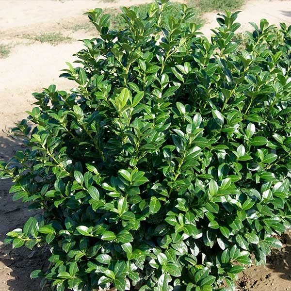 Brighter Blooms Green Goblet Cherry Laurel Shrubs & Hedges 1 Brighter Blooms Green Goblet Cherry Laurel Shrubs & Hedges
