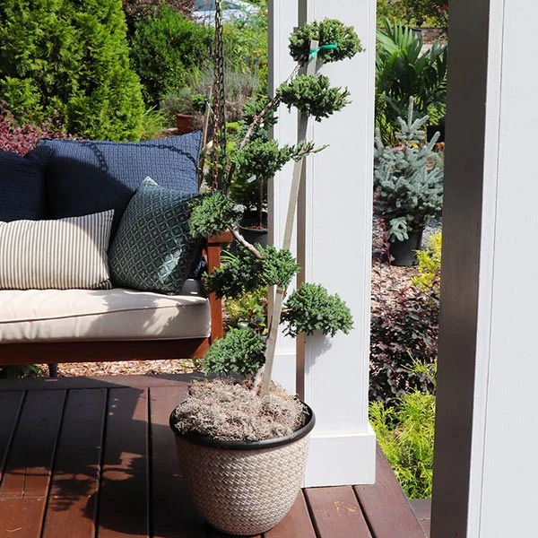 Brighter Blooms Green Mound Juniper Topiary 1 Brighter Blooms Green Mound Juniper Topiary