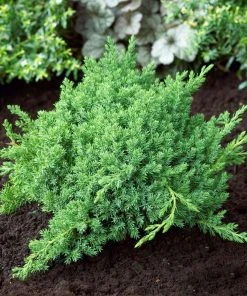 Brighter Blooms Juniper Trees Green Mound Juniper Shrub 5 Brighter Blooms Juniper Trees Green Mound Juniper Shrub