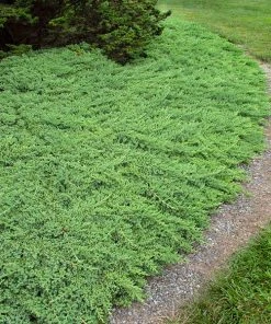 Brighter Blooms Juniper Trees Green Mound Juniper Shrub