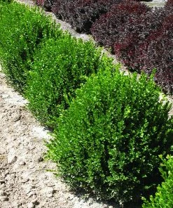 Brighter Blooms Green Velvet Boxwood Shrub