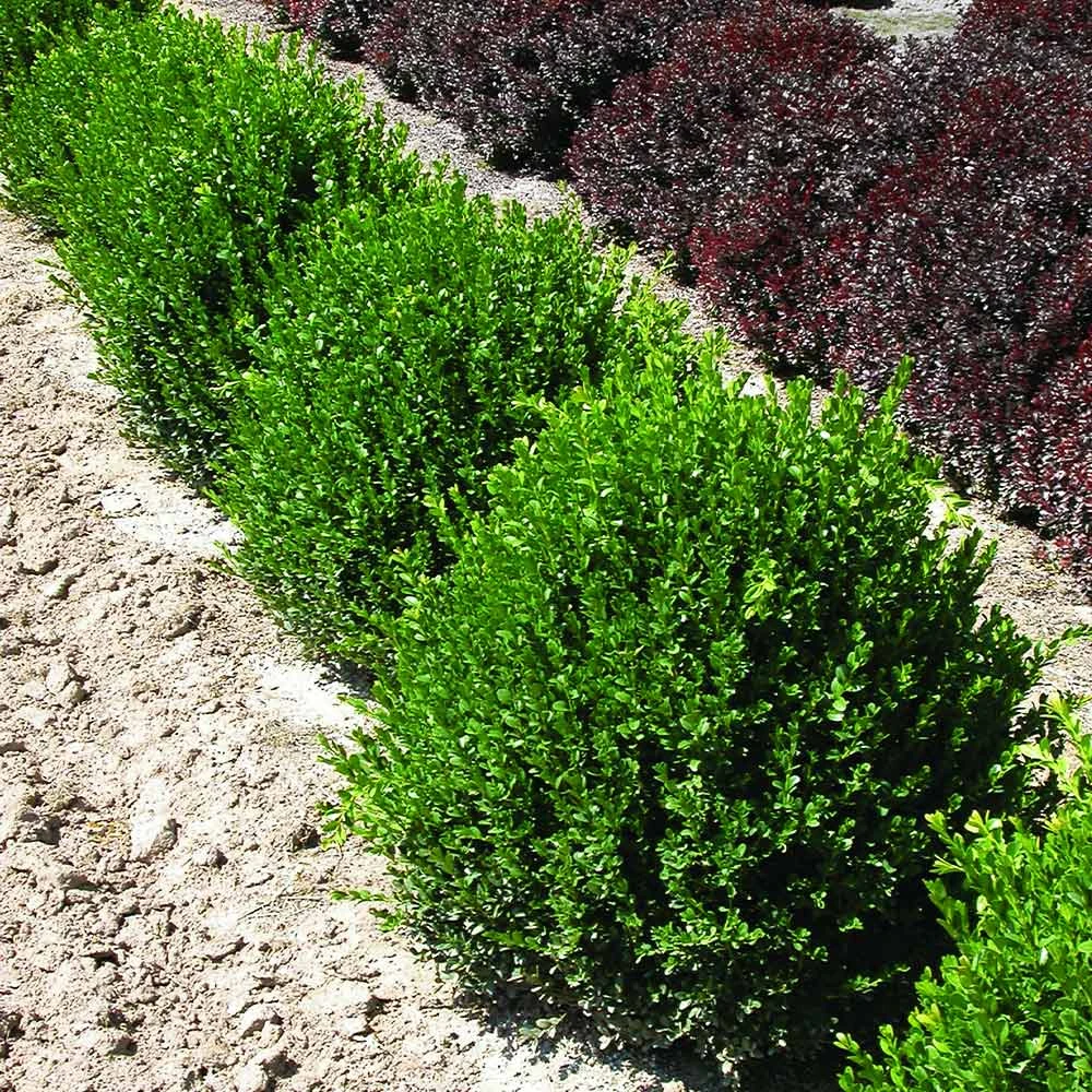 Brighter Blooms Green Velvet Boxwood Shrub 2 Brighter Blooms Green Velvet Boxwood Shrub