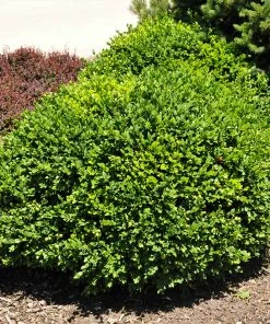Brighter Blooms Green Velvet Boxwood Shrub 8 Brighter Blooms Green Velvet Boxwood Shrub