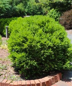 Brighter Blooms Green Velvet Boxwood Shrub 9 Brighter Blooms Green Velvet Boxwood Shrub