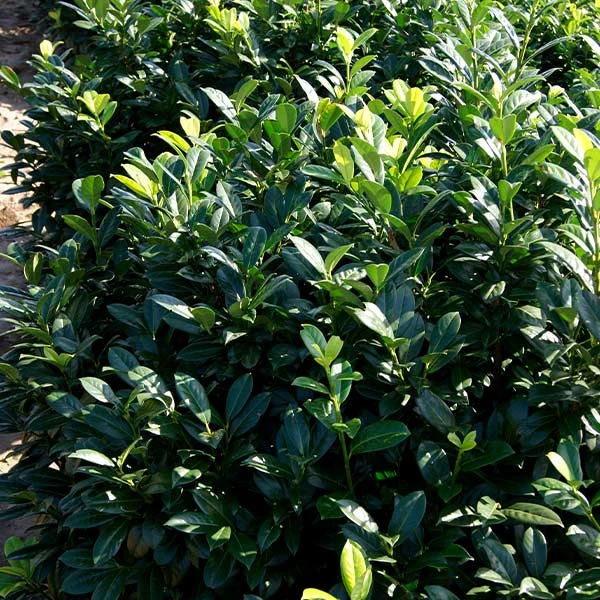 Brighter Blooms Greenfinity Cherry Laurel 1 Brighter Blooms Greenfinity Cherry Laurel