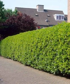 Brighter Blooms Greenfinity Cherry Laurel 6 Brighter Blooms Greenfinity Cherry Laurel