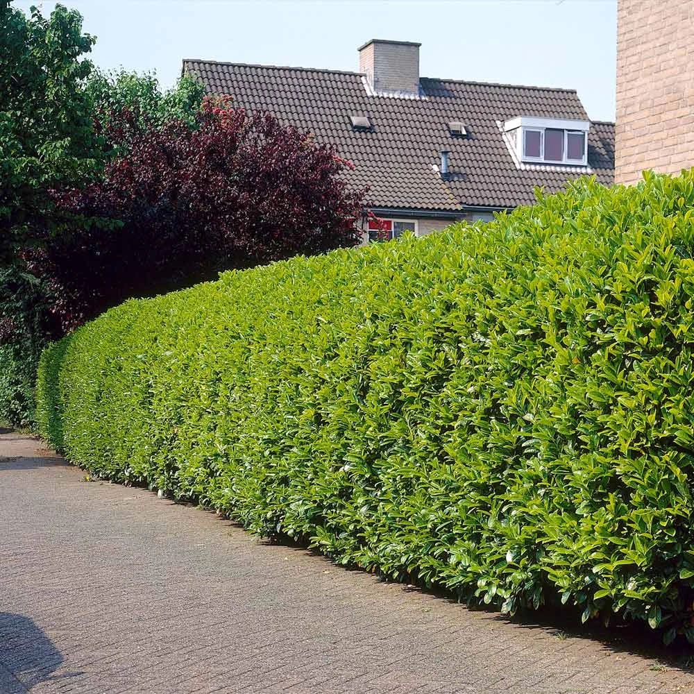 Brighter Blooms Greenfinity Cherry Laurel 3 Brighter Blooms Greenfinity Cherry Laurel