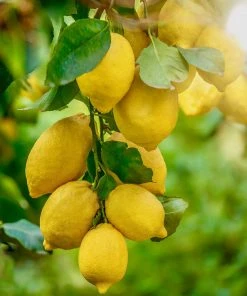 Brighter Blooms Harvey Lemon Tree