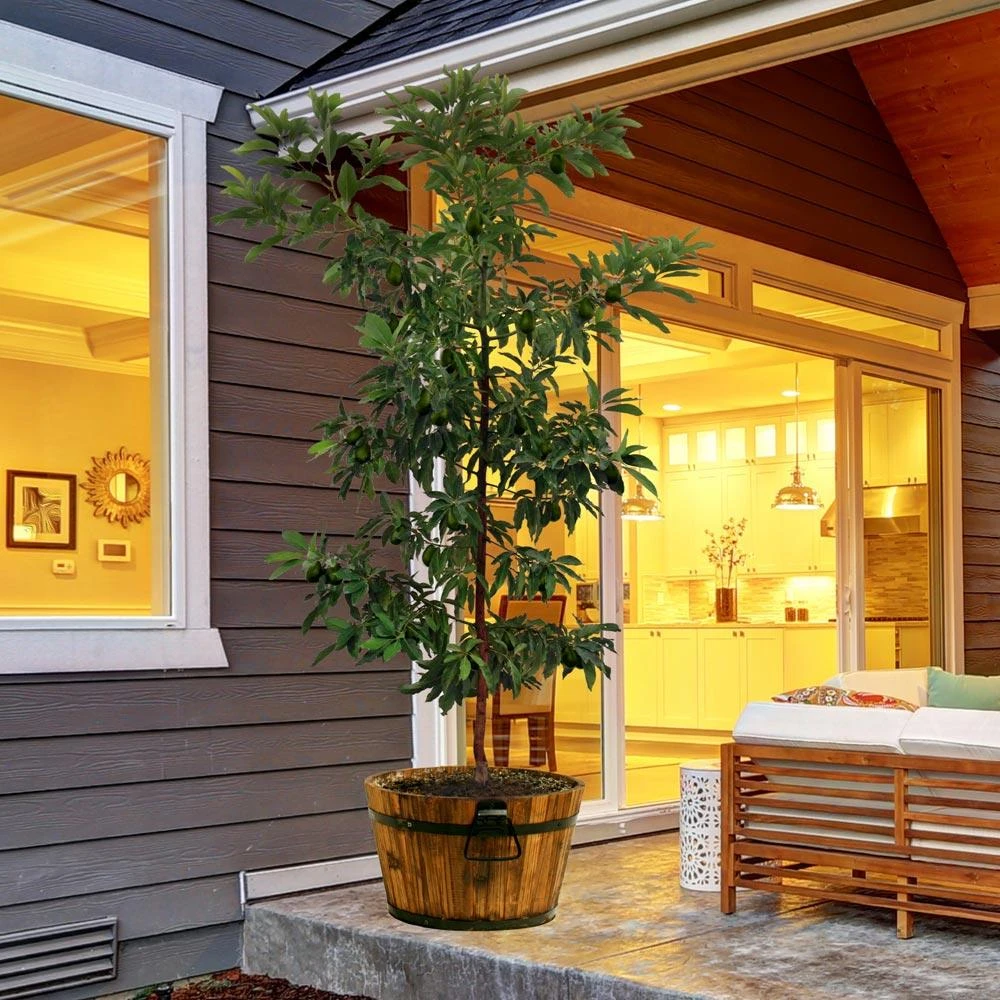 Brighter Blooms Hass Avocado Tree Avocado Trees 4 Brighter Blooms Hass Avocado Tree Avocado Trees