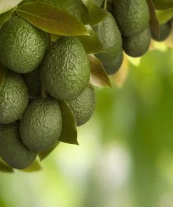 Brighter Blooms Smoothie Kit Fruit Trees 12 Brighter Blooms Smoothie Kit Fruit Trees