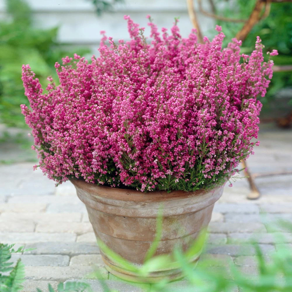 Brighter Blooms SHOP ALL Springwood Pink Winter Heath 2 Brighter Blooms SHOP ALL Springwood Pink Winter Heath