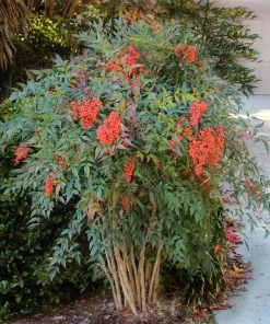 Brighter Blooms Heavenly Bamboo Nandina Shrub Shrubs & Hedges 7 Brighter Blooms Heavenly Bamboo Nandina Shrub Shrubs & Hedges