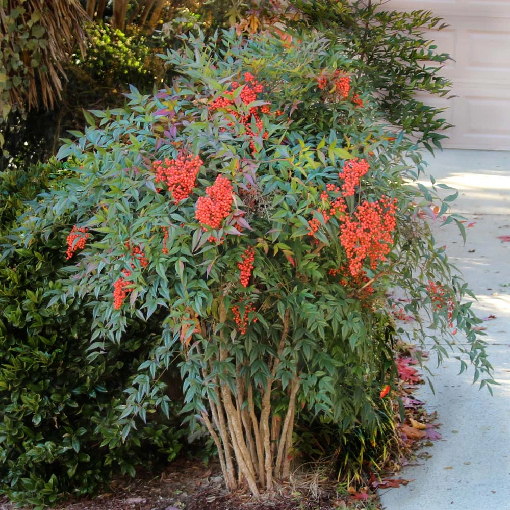 Brighter Blooms Heavenly Bamboo Nandina Shrub Shrubs & Hedges 3 Brighter Blooms Heavenly Bamboo Nandina Shrub Shrubs & Hedges