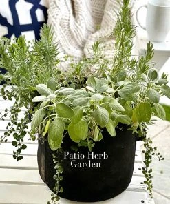 Brighter Blooms Patio Herb Garden House & Patio 7 Brighter Blooms Patio Herb Garden House & Patio