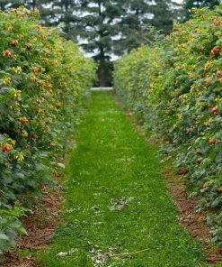 Brighter Blooms Heritage Raspberry Bush 6 Brighter Blooms Heritage Raspberry Bush