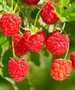Brighter Blooms Heritage Raspberry Bush