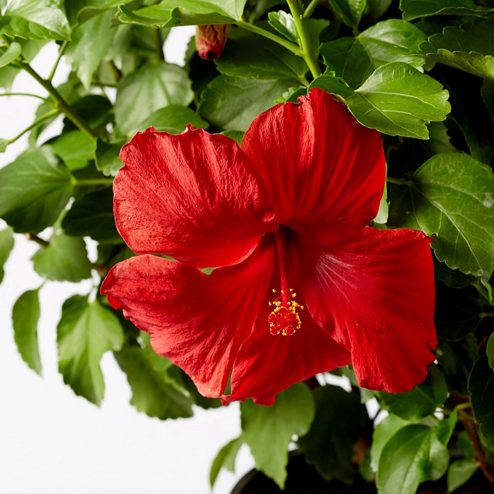 Brighter Blooms First To Arrive™ Hollywood® Hibiscus 3 Brighter Blooms First To Arrive™ Hollywood® Hibiscus