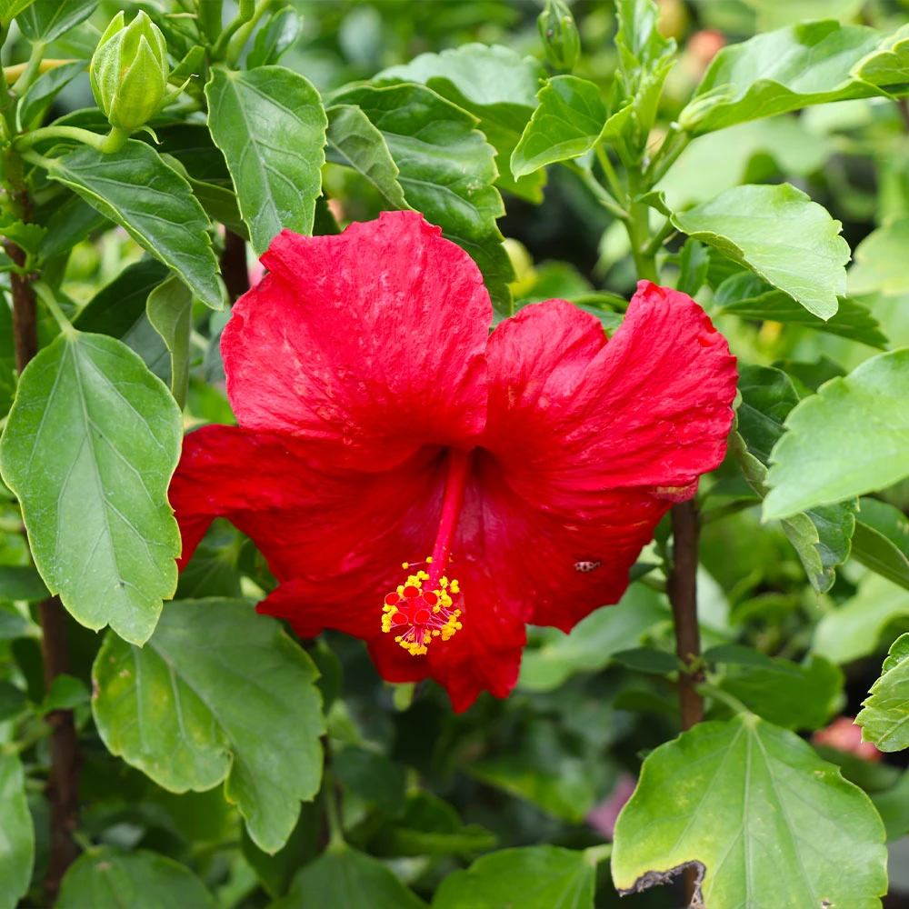 Brighter Blooms First To Arrive™ Hollywood® Hibiscus 4 Brighter Blooms First To Arrive™ Hollywood® Hibiscus
