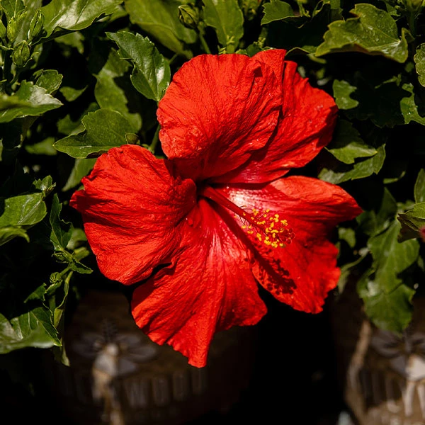 Brighter Blooms First To Arrive™ Hollywood® Hibiscus 1 Brighter Blooms First To Arrive™ Hollywood® Hibiscus