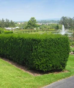 Brighter Blooms Hicks Yew Tree 9 Brighter Blooms Hicks Yew Tree