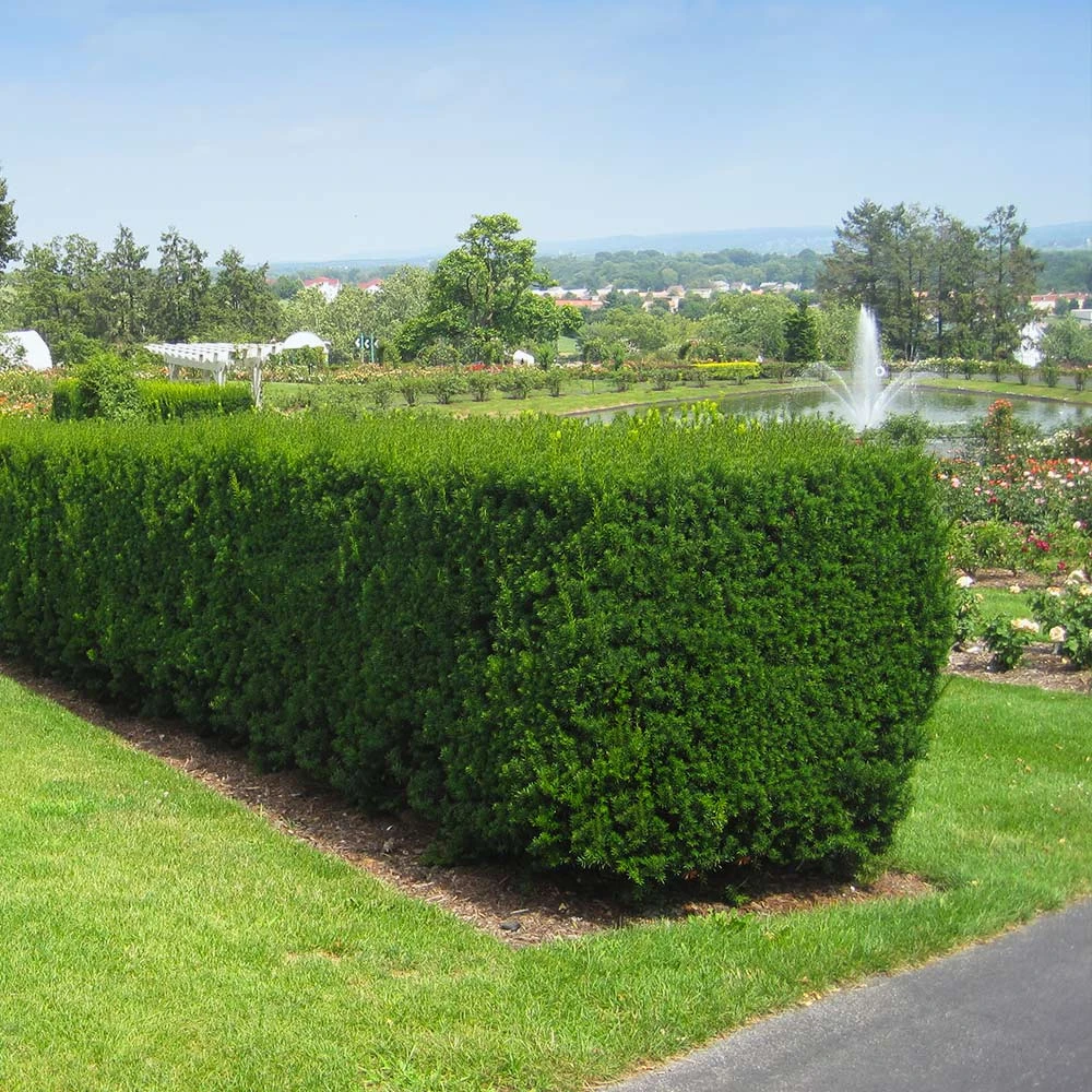 Brighter Blooms Hicks Yew Tree 4 Brighter Blooms Hicks Yew Tree