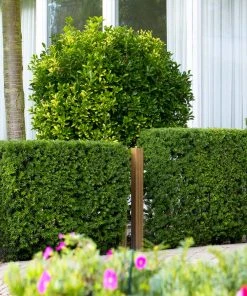 Brighter Blooms Hicks Yew Tree 10 Brighter Blooms Hicks Yew Tree