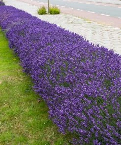 BrighterBlooms Sales 14 Brighter Blooms Hidcote Purple Lavender Shrub Lavender Plants