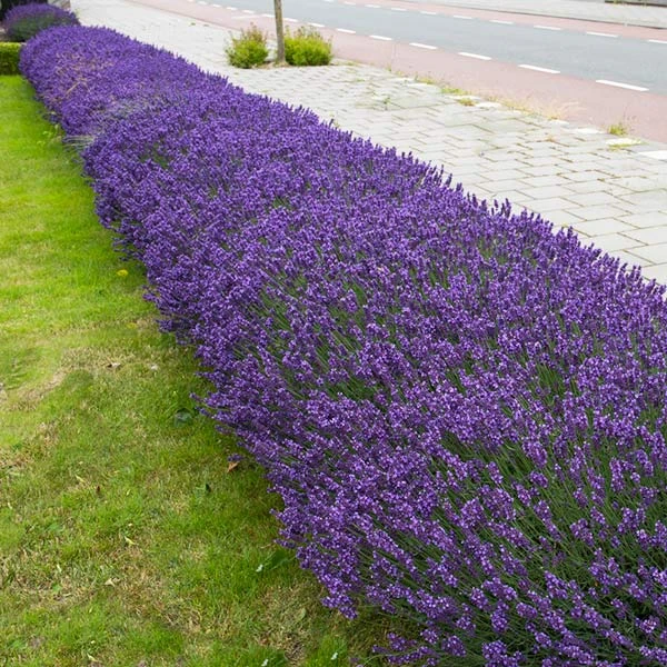 Brighter Blooms Hidcote Purple Lavender Shrub Lavender Plants