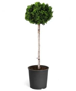 Brighter Blooms Cypress Trees Dwarf Hinoki Cypress Tree 11 Brighter Blooms Cypress Trees Dwarf Hinoki Cypress Tree
