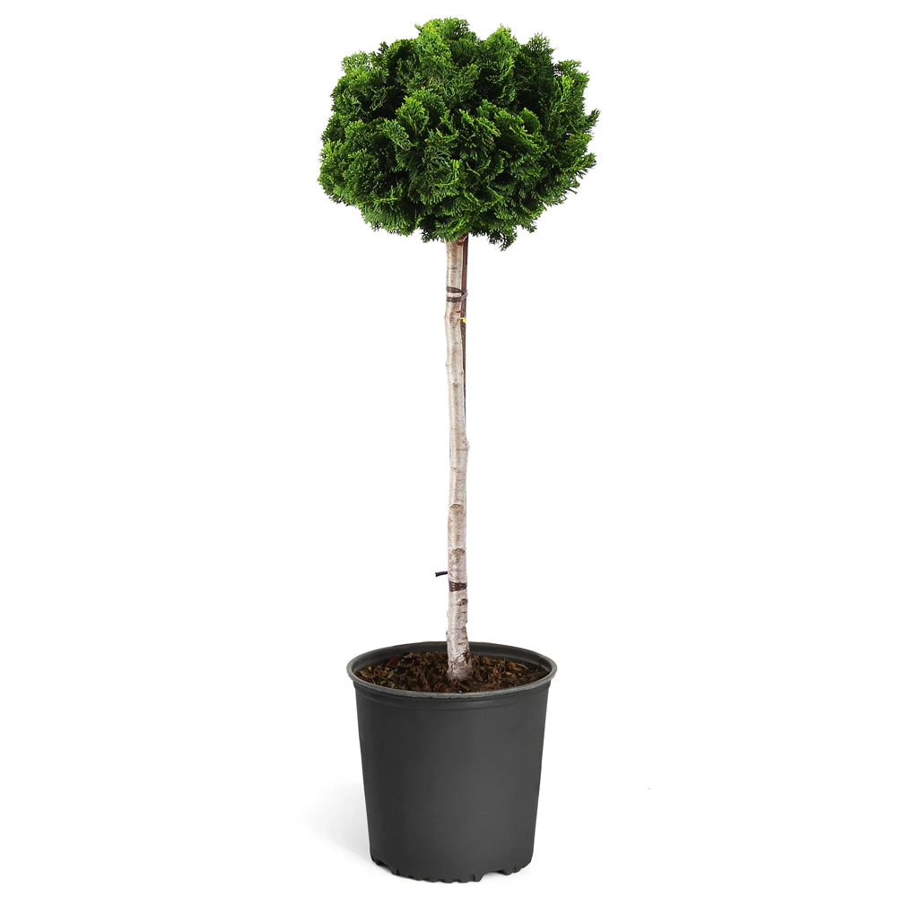 Brighter Blooms Cypress Trees Dwarf Hinoki Cypress Tree 6 Brighter Blooms Cypress Trees Dwarf Hinoki Cypress Tree