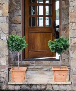 Brighter Blooms Cypress Trees Dwarf Hinoki Cypress Tree 10 Brighter Blooms Cypress Trees Dwarf Hinoki Cypress Tree