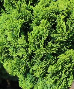 Brighter Blooms Cypress Trees Dwarf Hinoki Cypress Tree 8 Brighter Blooms Cypress Trees Dwarf Hinoki Cypress Tree