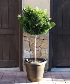 Brighter Blooms Cypress Trees Dwarf Hinoki Cypress Tree 9 Brighter Blooms Cypress Trees Dwarf Hinoki Cypress Tree
