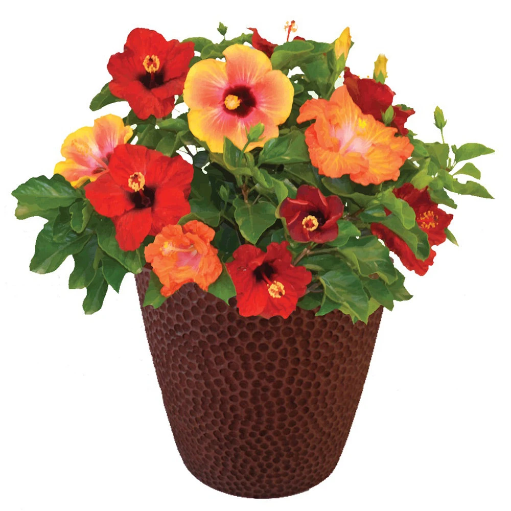 Brighter Blooms Bloom Bash® Hollywood® Hibiscus 2 Brighter Blooms Bloom Bash® Hollywood® Hibiscus