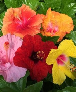 Brighter Blooms Bloom Bash® Hollywood® Hibiscus 6 Brighter Blooms Bloom Bash® Hollywood® Hibiscus