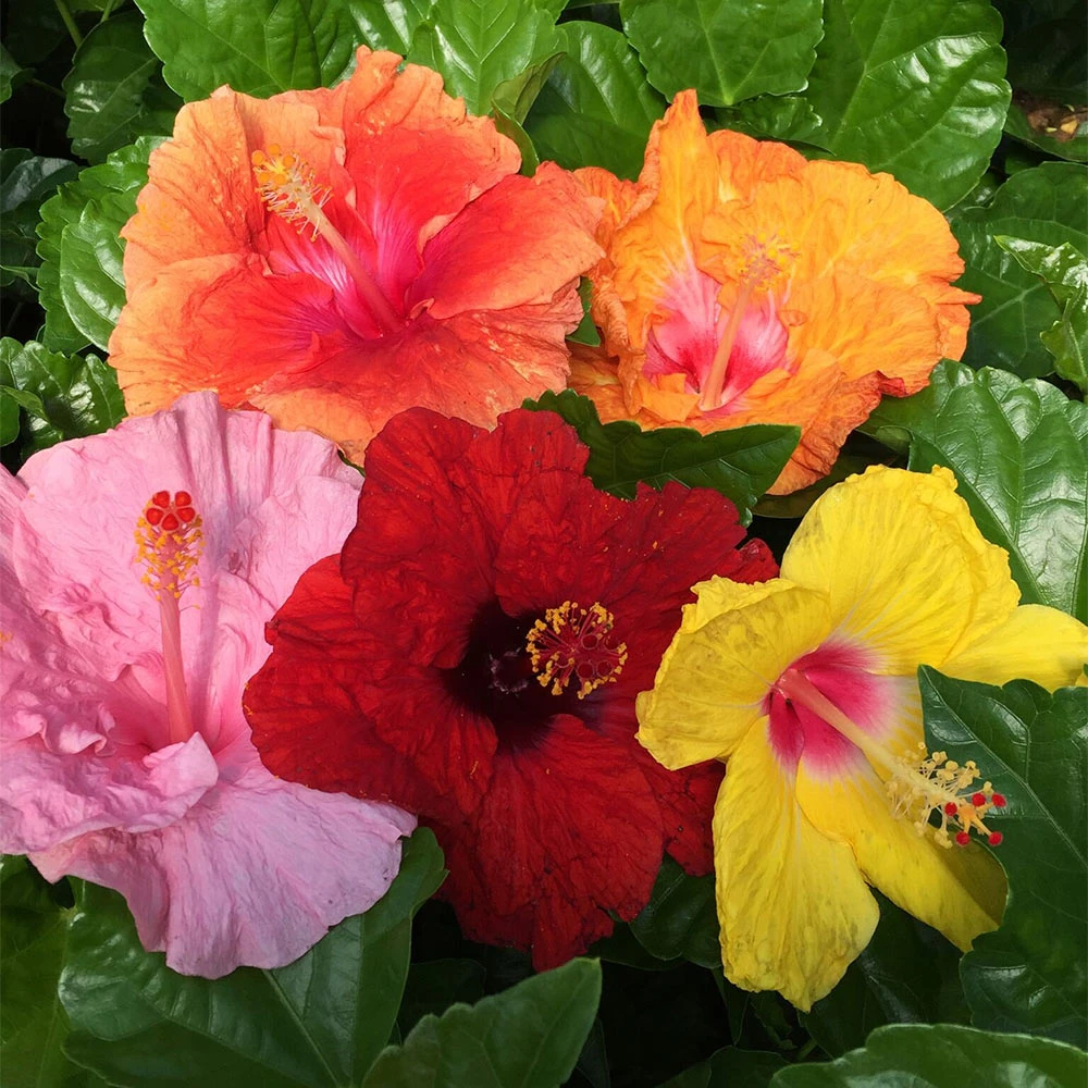 Brighter Blooms Bloom Bash® Hollywood® Hibiscus 3 Brighter Blooms Bloom Bash® Hollywood® Hibiscus